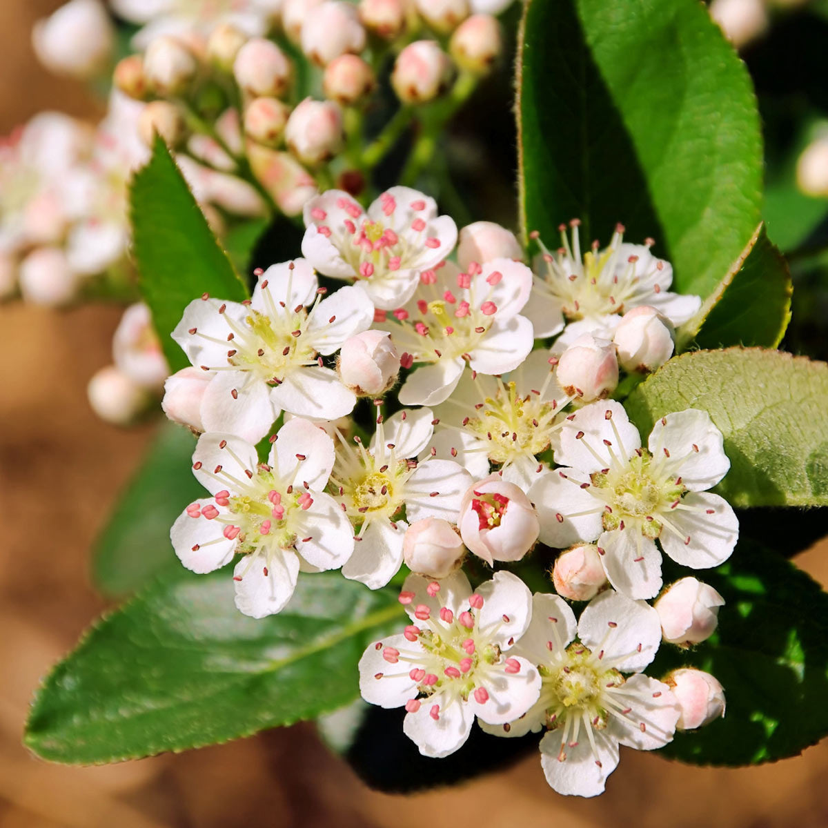 Audubon® Native Red Chokeberry Shrub