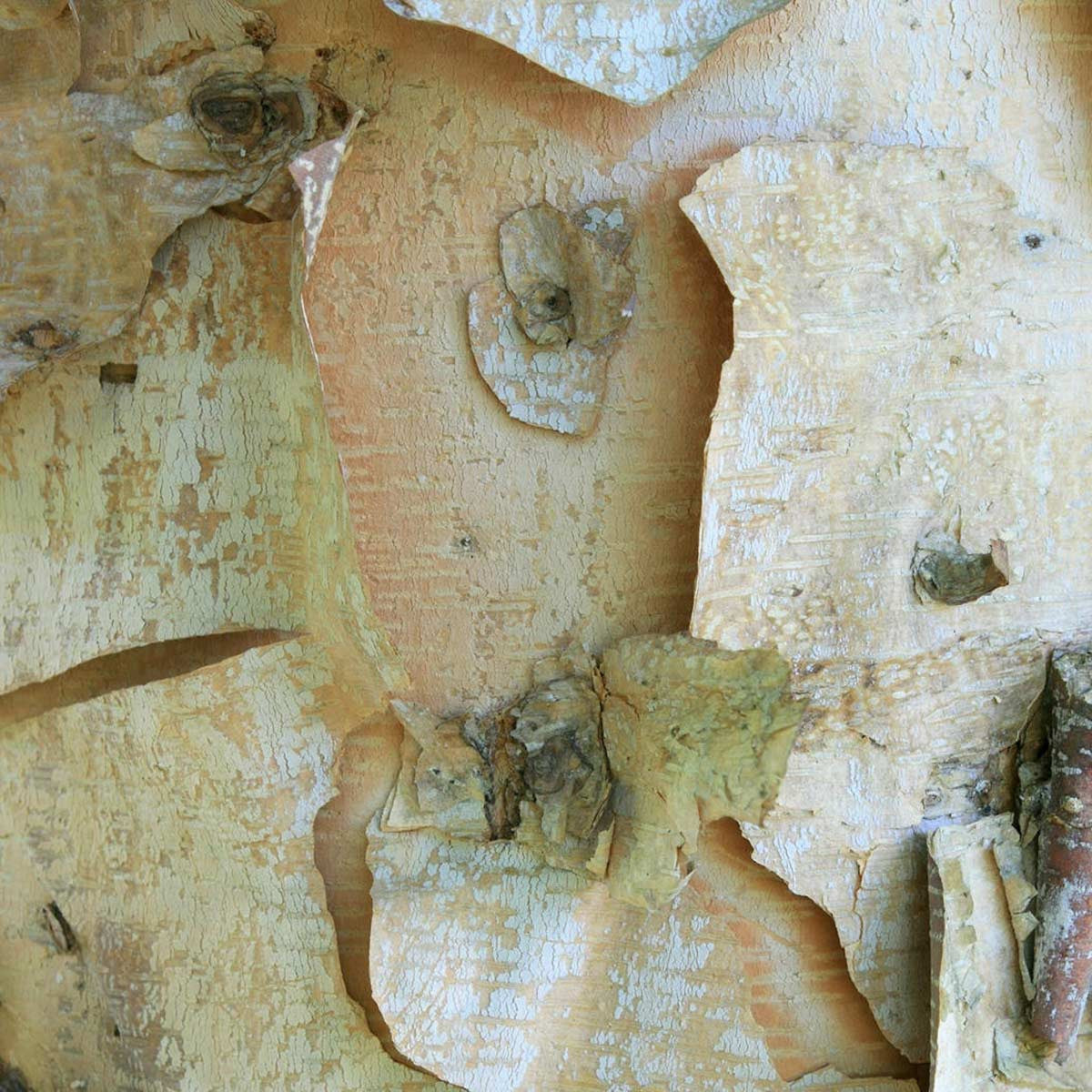 Audubon® Native River Birch Tree